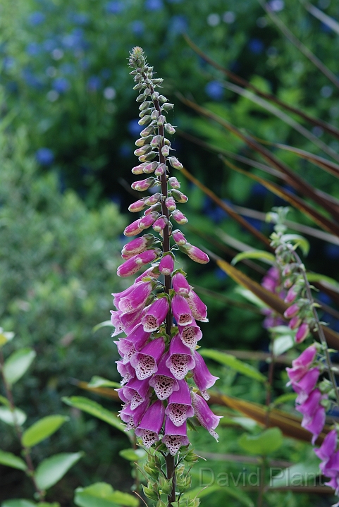 Foxglove - A.JPG - Foxglove - Cotswolds
